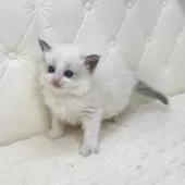 ラグドール【鹿児島県・女の子・2025年9月16日・ブルーポイントバイカラー】の写真6