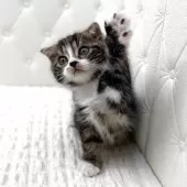 スコティッシュフォールド(折れ耳)【鹿児島県・男の子・2025年10月17日・ブラウンタビー&ホワイト】の写真7