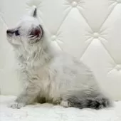 サイベリアン【鹿児島県・男の子・2025年10月10日・ブルーリンクスポイント(ネヴァマスカレード)】の写真7