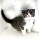 スコティッシュフォールド(折れ耳)【鹿児島県・男の子・2025年4月22日・ブルーアンドホワイト】の写真7