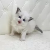 ラグドール【鹿児島県・女の子・2025年9月16日・ブルーポイントバイカラー】の写真7