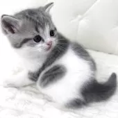 スコティッシュフォールド(立ち耳)【鹿児島県・男の子・2025年9月18日・ブルータビーアンドホワイト】の写真8