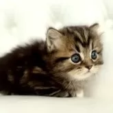 マンチカン(短足)【鹿児島県・男の子・2024年12月22日・ブラウンタビー】の写真8