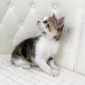 スコティッシュフォールド(立ち耳)【鹿児島県・女の子・2025年10月17日・ブラウントービー&ホワイト】の写真8