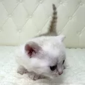 ミヌエット(短足)【鹿児島県・男の子・2025年8月13日・レッドチンチラシルバー】の写真8