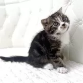 スコティッシュフォールド(折れ耳)【鹿児島県・男の子・2025年10月17日・ブラウンタビー&ホワイト】の写真9