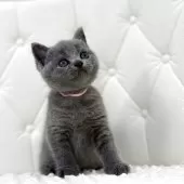 ブリティッシュショートヘア【鹿児島県・女の子・2025年8月4日・ブルータビー】の写真9