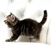 スコティッシュフォールド(立ち耳)【鹿児島県・女の子・2025年5月26日・ブラウンタビー】の写真9