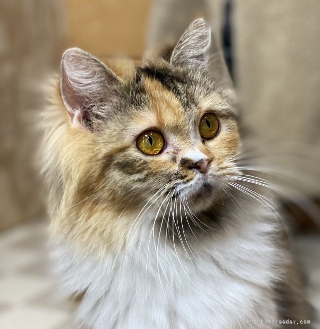 サイベリアン【・女の子・2020年1月18日・キャリコ】