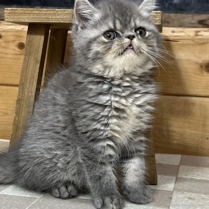 ID：2307-02687の子猫