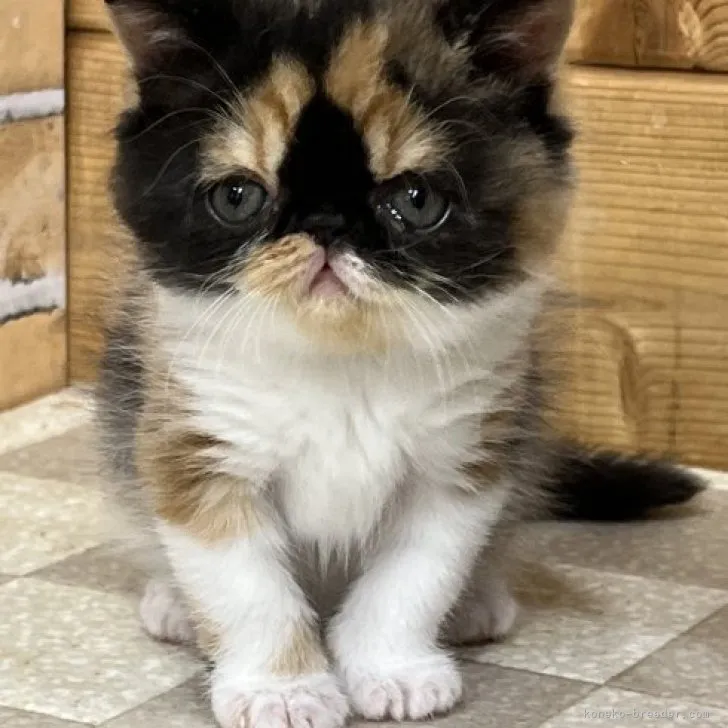 ID:2303-01234の子猫