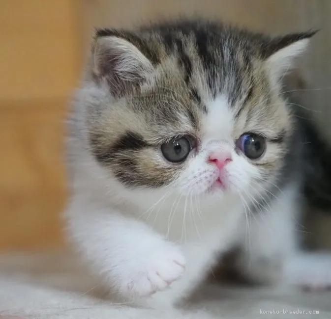 ID：2012-00743の子猫