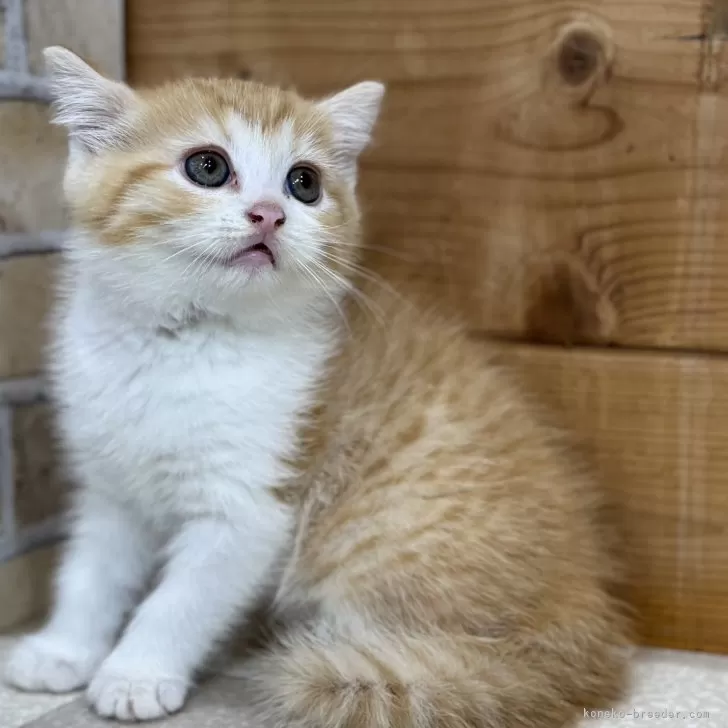 ID：2409-01967の子猫