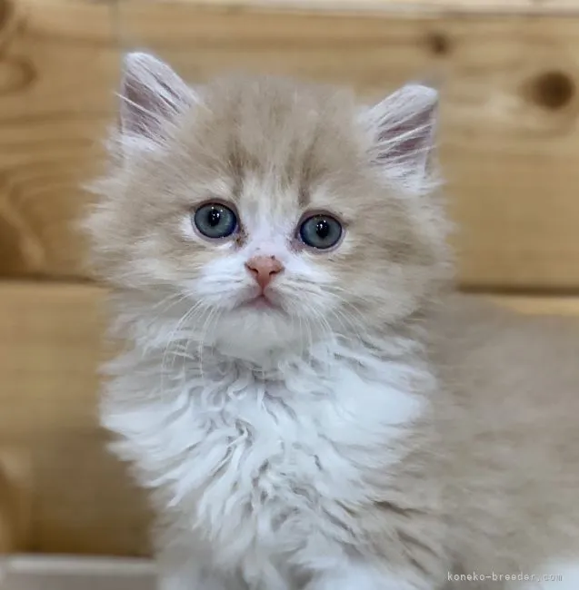 ID：2112-01476の子猫