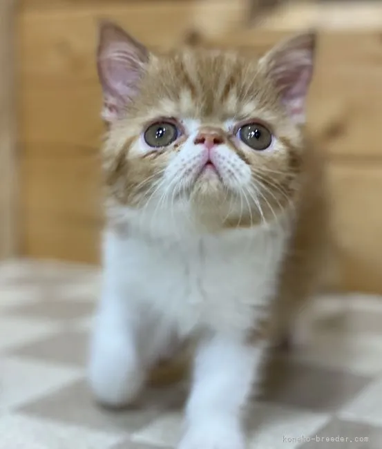 ヒロセ 様のお迎えした子猫