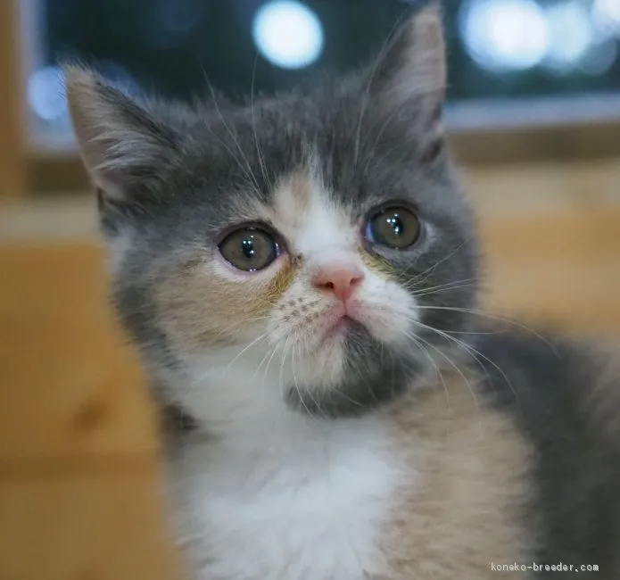 ID:2006-01494の子猫