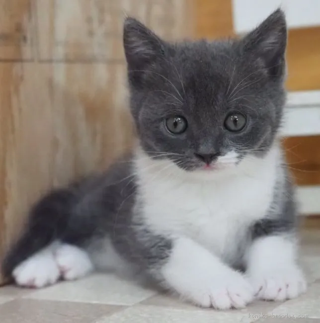 ID：2012-00333の子猫