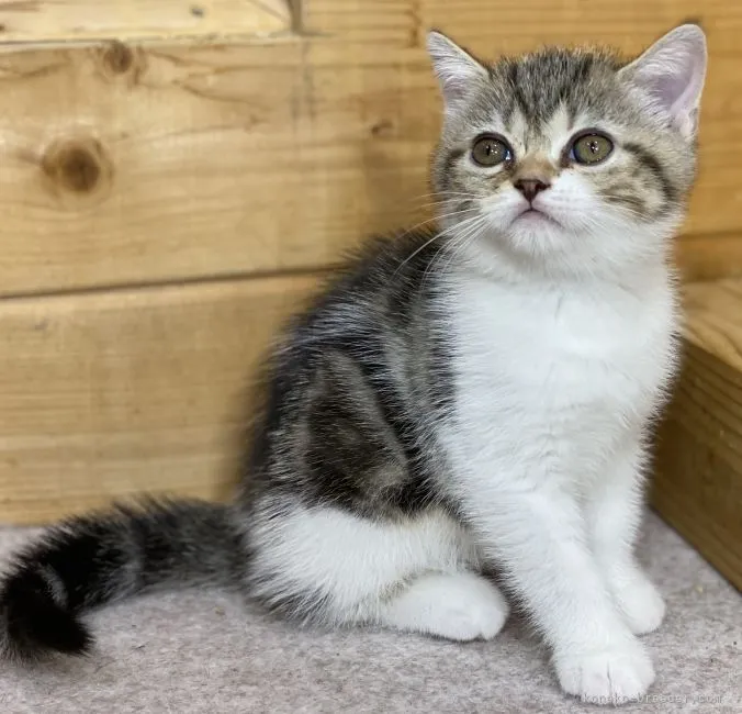 ID:2111-01383の子猫