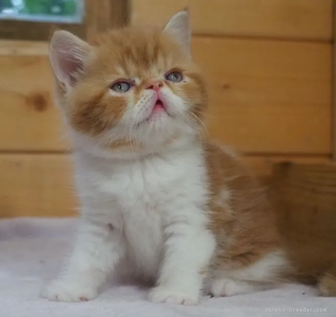ID：2104-00254の子猫