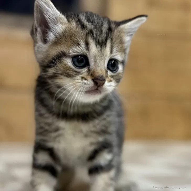 ID:2405-00927の子猫