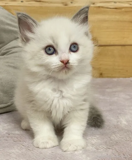 ID:2106-00584の子猫