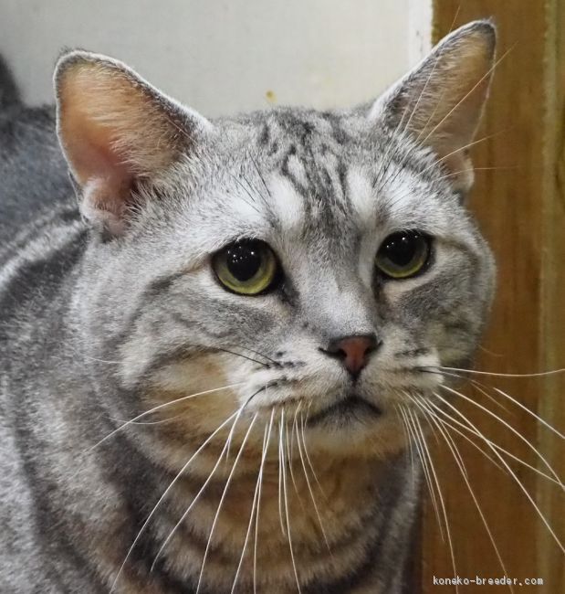 アメリカンショートヘア【・男の子・2013年6月12日・シルバータビー】