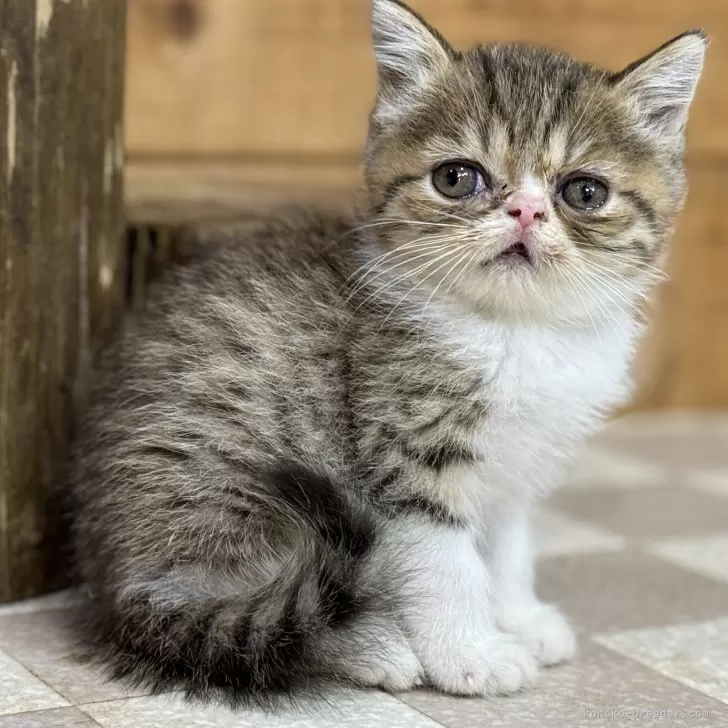 ID：2411-02304の子猫