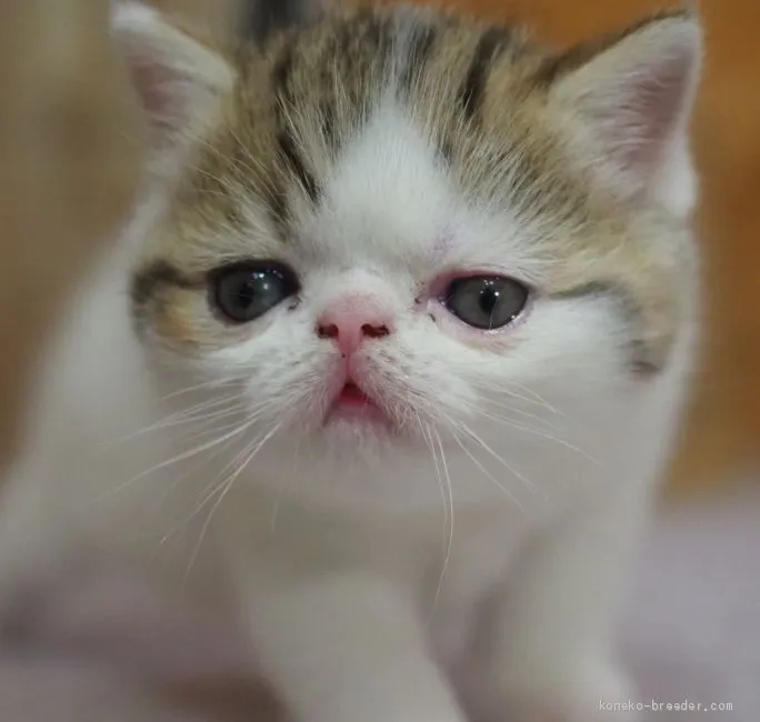 ID：2009-01632の子猫