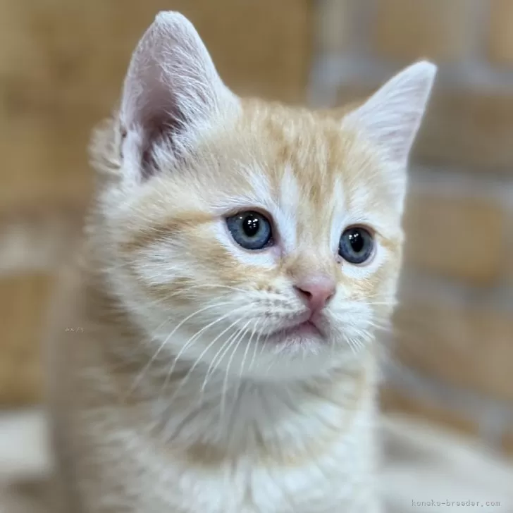 K.A 様のお迎えした子猫