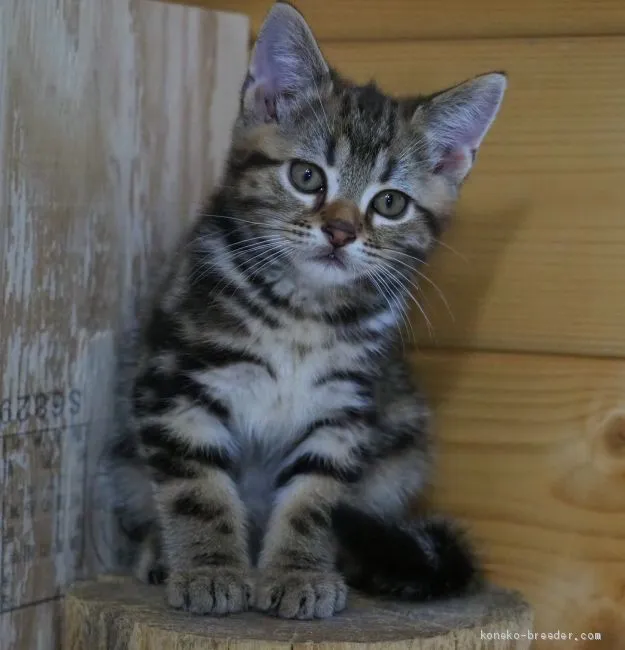 ID:2008-00028の子猫