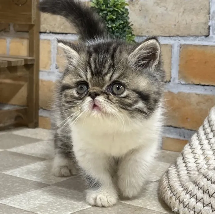 ID：2306-02553の子猫