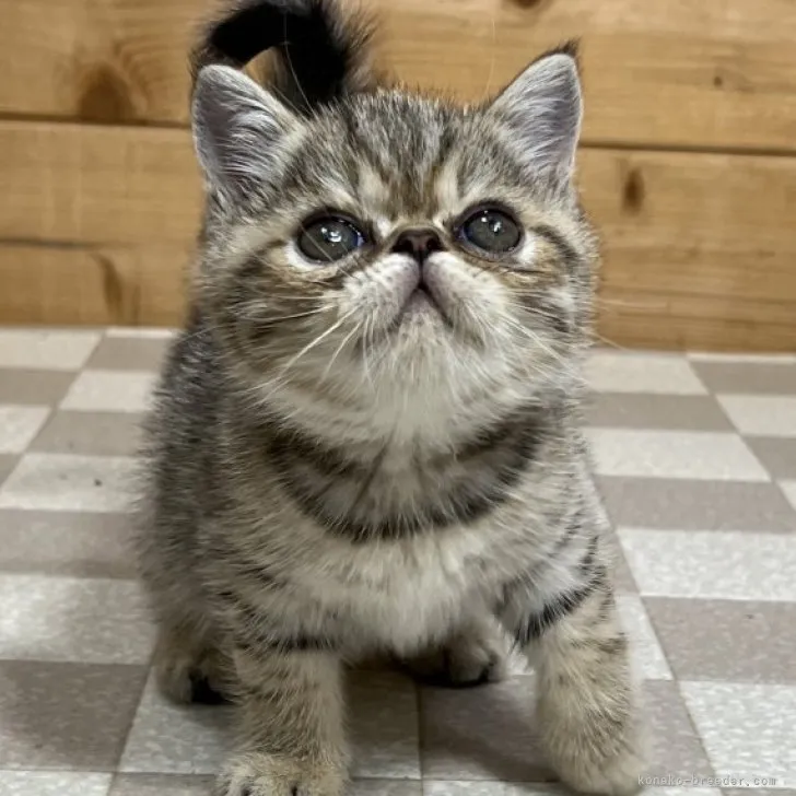 ID:2306-03137の子猫
