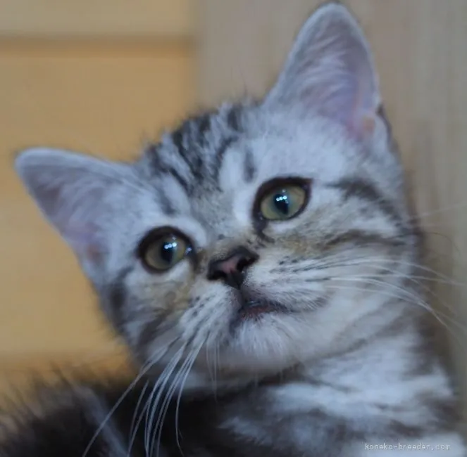ID:2006-00532の子猫