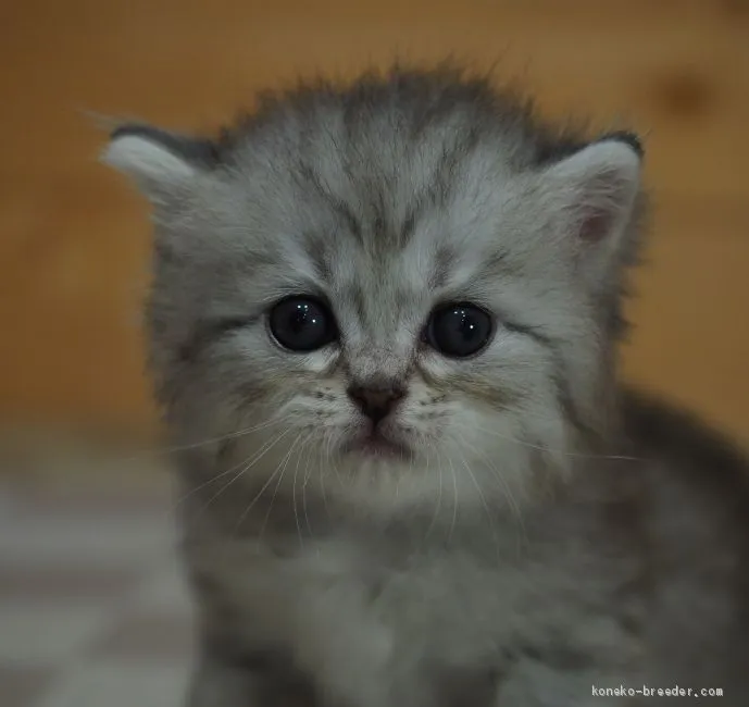 ID：2006-00327の子猫