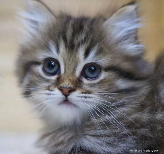 ID:2010-00679の子猫