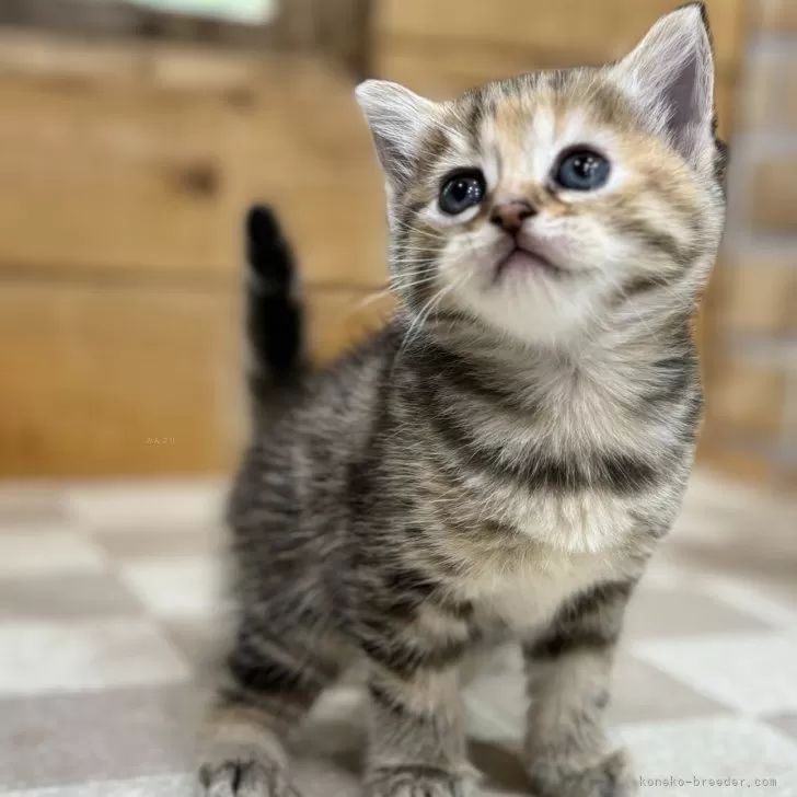 ID：2405-01096の子猫