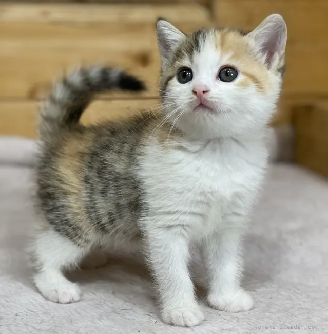 ID：2111-01169の子猫