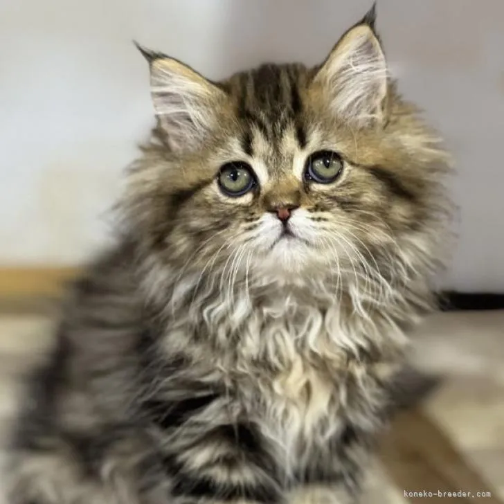 ID:2212-00051の子猫