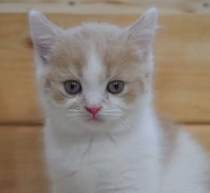 ID：2012-00744の子猫