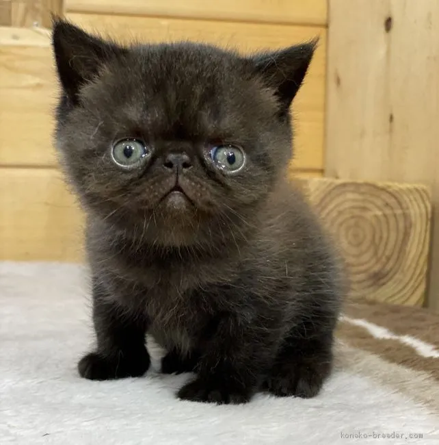 ID：2103-00247の子猫