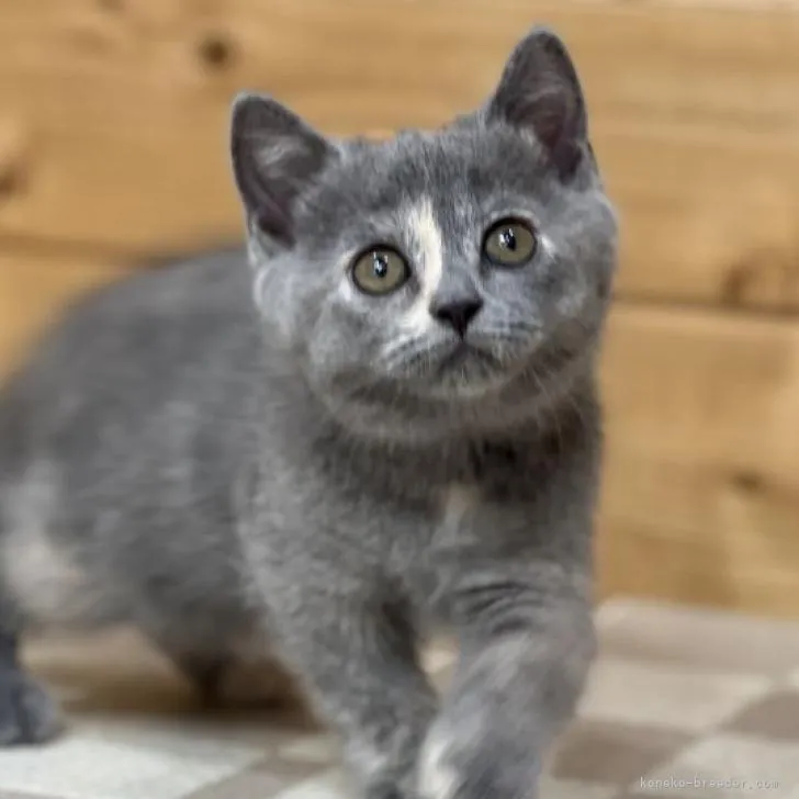 ID：2206-02686の子猫