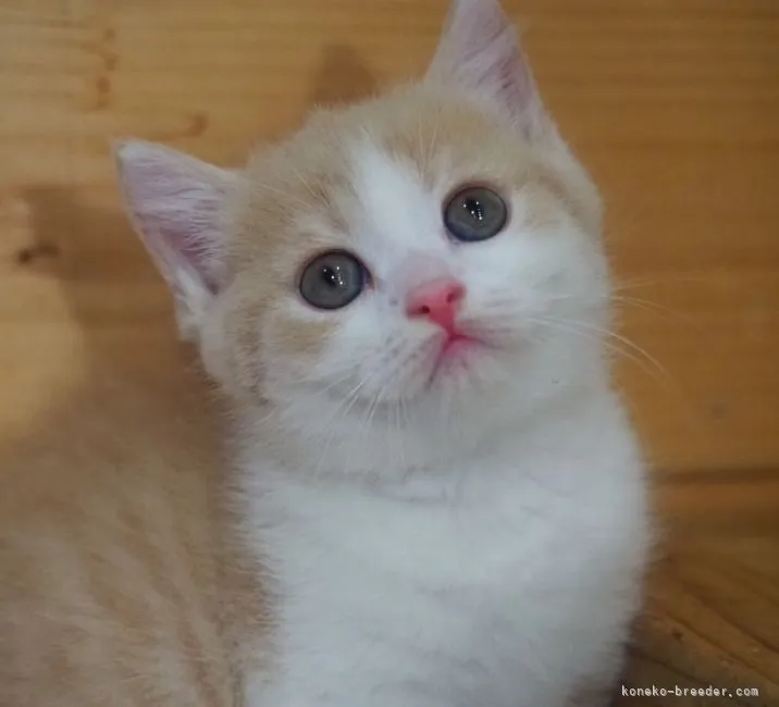 ID：2105-00752の子猫