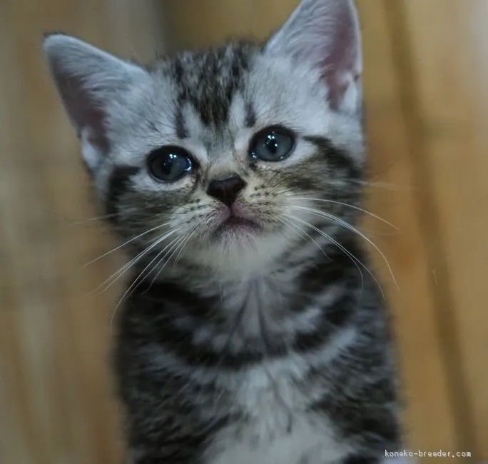 よっしー 様のお迎えした子猫