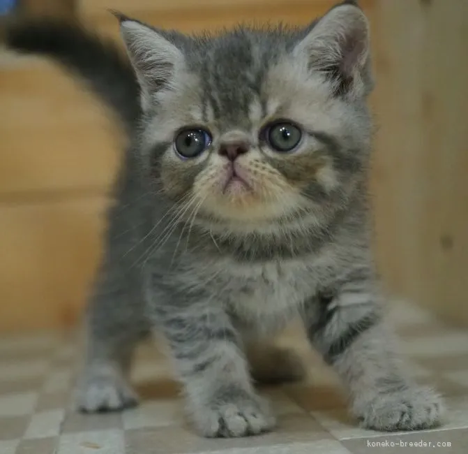 ID：2007-01516の子猫