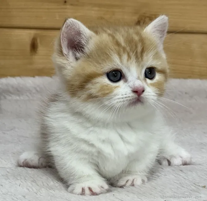 ID:2203-01720の子猫