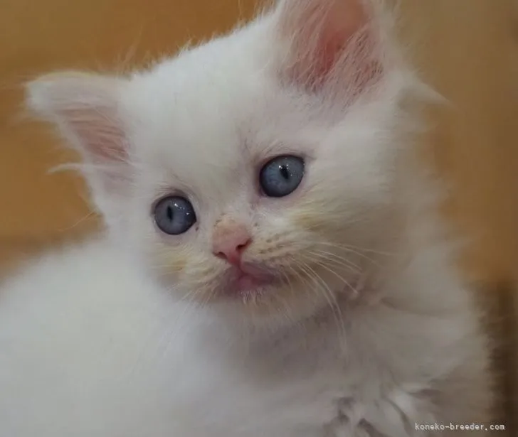 ID:2105-00733の子猫