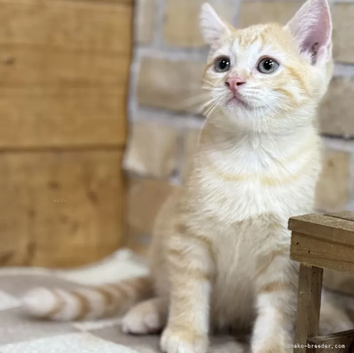 ID:2410-01372の子猫