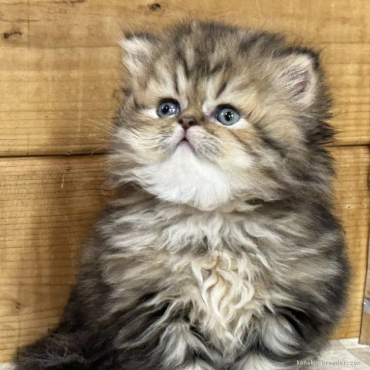 ID:2312-00776の子猫