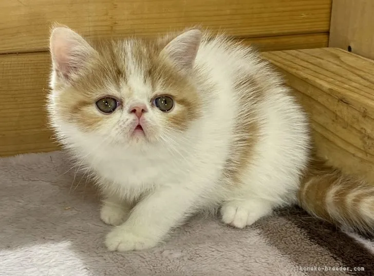 ID：2107-01323の子猫