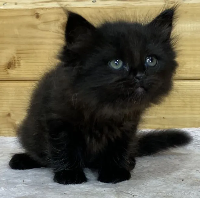 ID：2108-02491の子猫